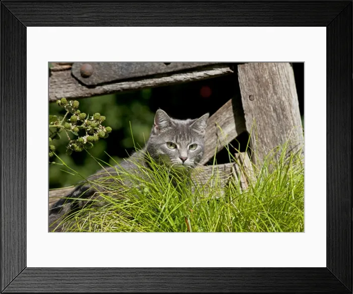 Framed Print : Picture No. 10901191 Framed Print : Picture No. 10901191