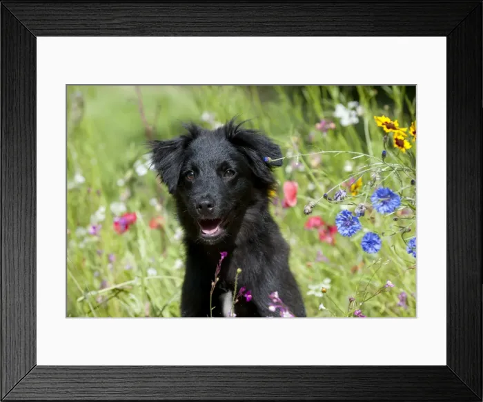 Framed Print : Picture No. 10901202 Framed Print : Picture No. 10901202