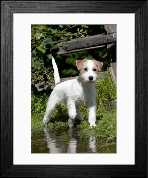 Framed Print : Picture No. 10901201 Framed Print : Picture No. 10901201