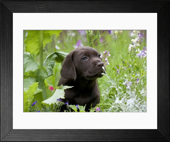 Framed Print : Picture No. 10901209 Framed Print : Picture No. 10901209