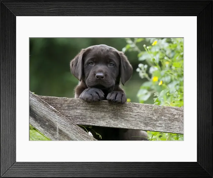 Framed Print : Picture No. 10901213 Framed Print : Picture No. 10901213