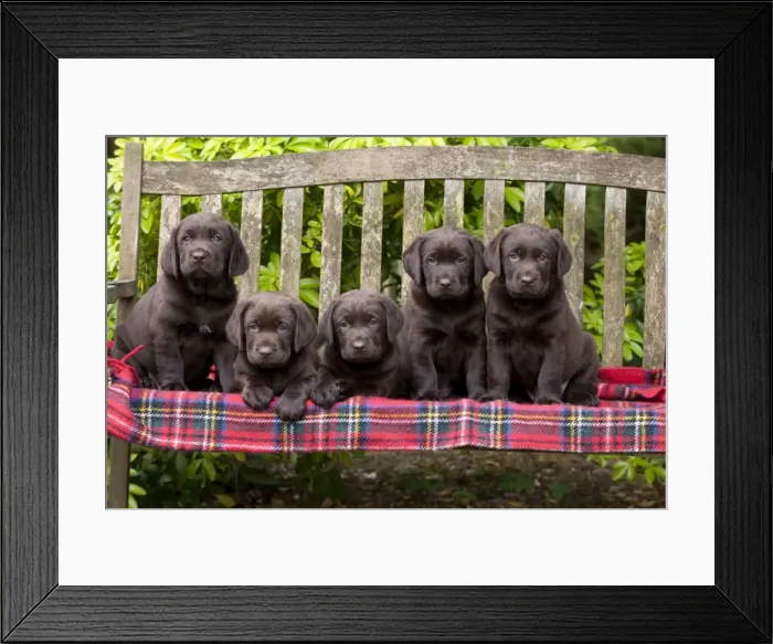 Framed Print : Picture No. 10901217 Framed Print : Picture No. 10901217