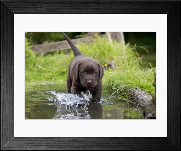 Framed Print : Picture No. 10901212 Framed Print : Picture No. 10901212