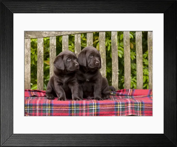 Framed Print : Picture No. 10901219