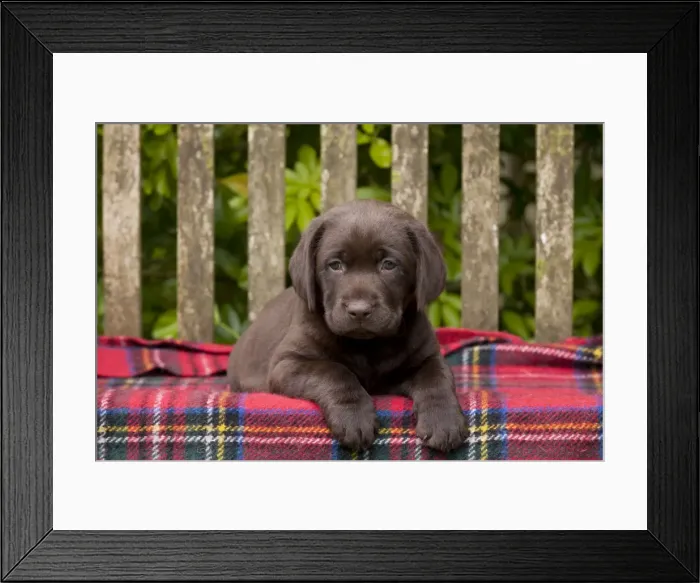 Framed Print : Picture No. 10901218