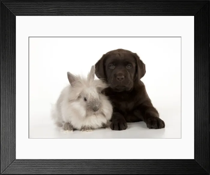 Framed Print : Picture No. 10901222