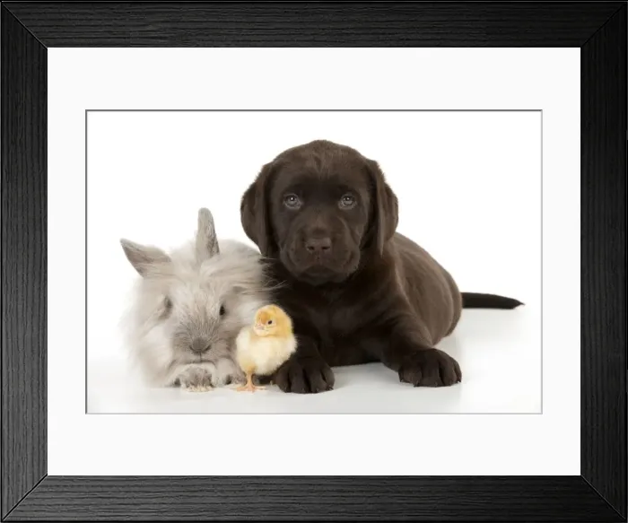 Framed Print : Picture No. 10901223 Framed Print : Picture No. 10901223