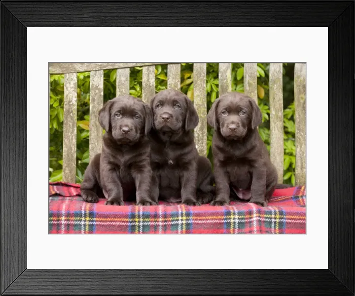 Framed Print : Picture No. 10901220