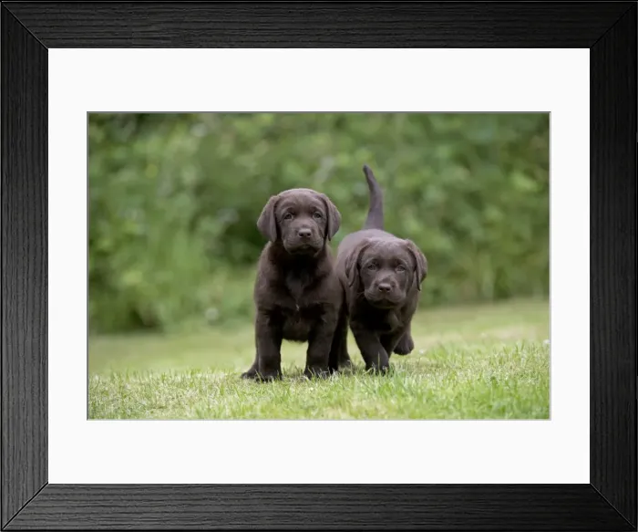Framed Print : Picture No. 10901233 Framed Print : Picture No. 10901233