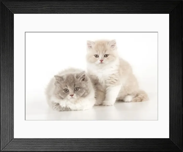 Framed Print : Picture No. 10901234