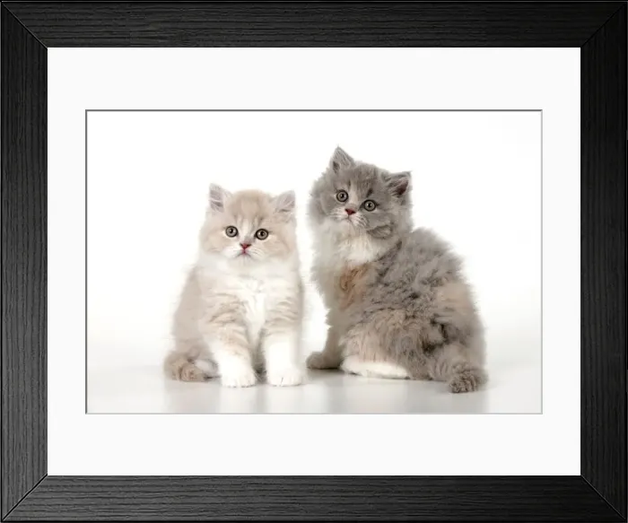 Framed Print : Picture No. 10901236 Framed Print : Picture No. 10901236