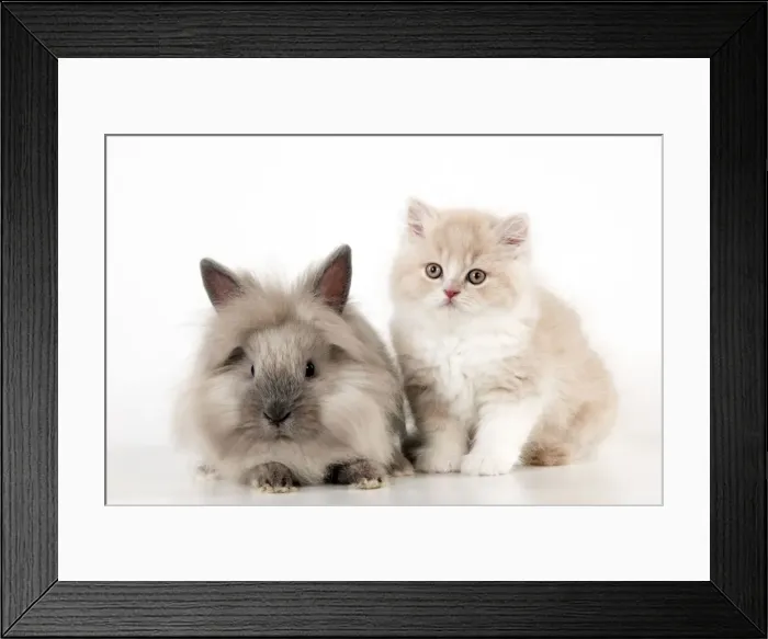 Framed Print : Picture No. 10901238 Framed Print : Picture No. 10901238