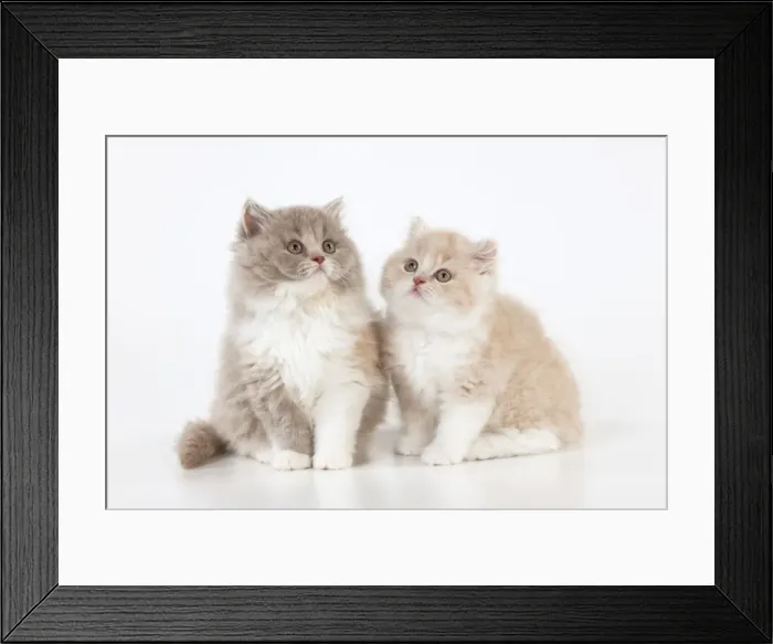 Framed Print : Picture No. 10901235 Framed Print : Picture No. 10901235