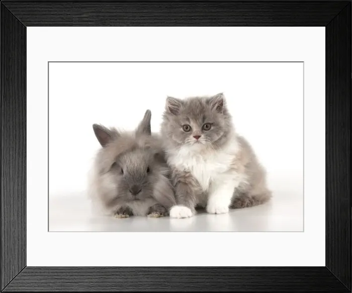 Framed Print : Picture No. 10901240 Framed Print : Picture No. 10901240