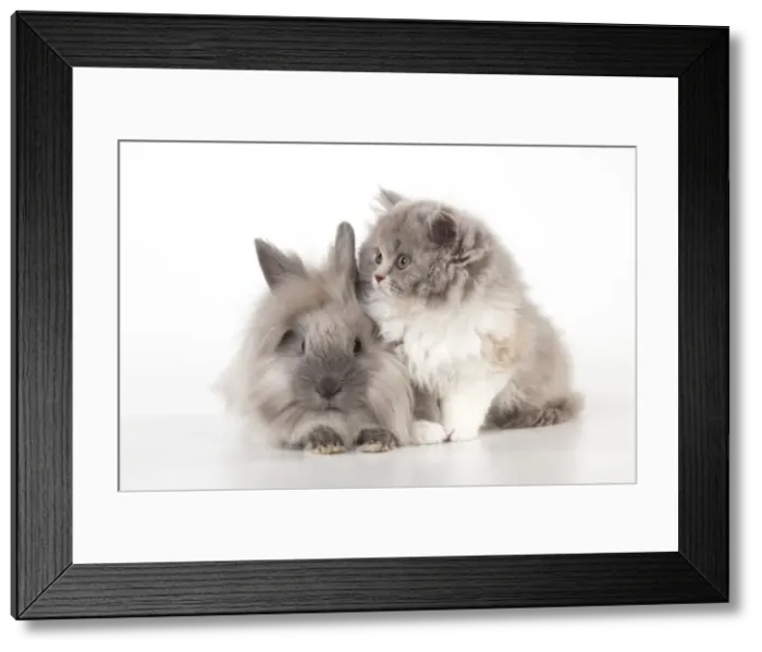 Framed Print : Picture No. 10901243 Framed Print : Picture No. 10901243