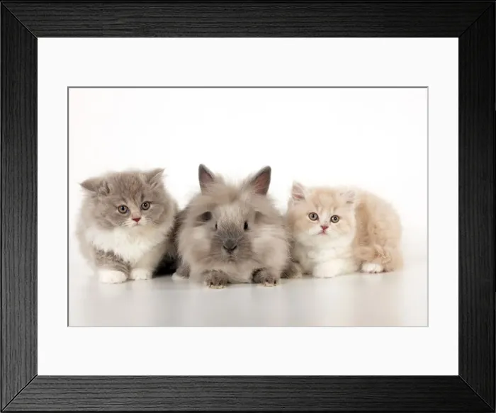 Framed Print : Picture No. 10901237 Framed Print : Picture No. 10901237