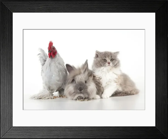 Framed Print : Picture No. 10901244 Framed Print : Picture No. 10901244