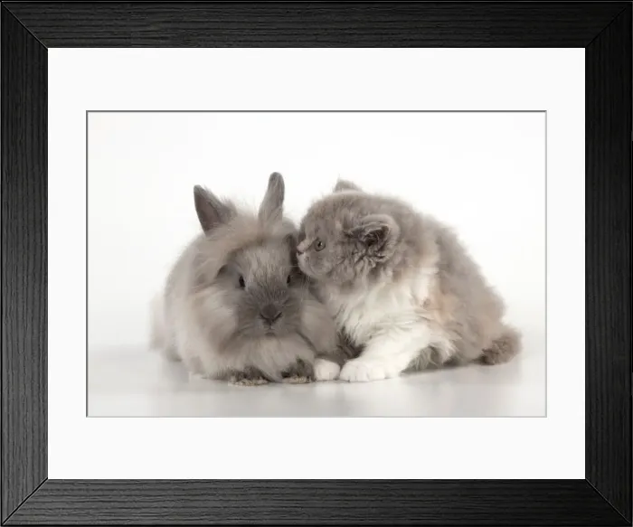 Framed Print : Picture No. 10901239 Framed Print : Picture No. 10901239