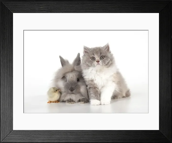 Framed Print : Picture No. 10901241