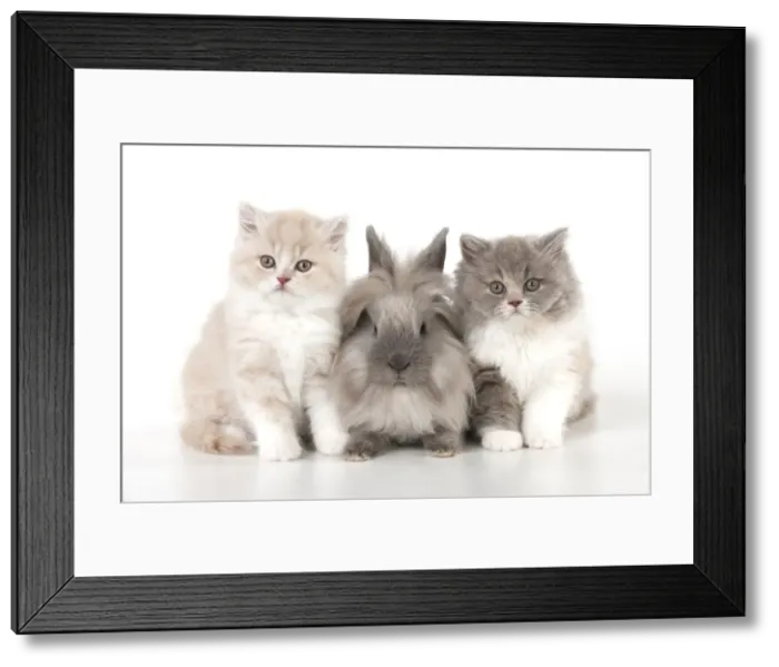 Framed Print : Picture No. 10901245 Framed Print : Picture No. 10901245