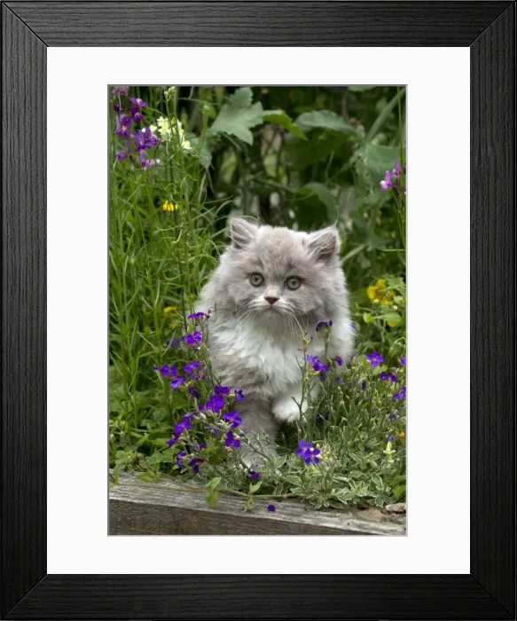 Framed Print : Picture No. 10901250