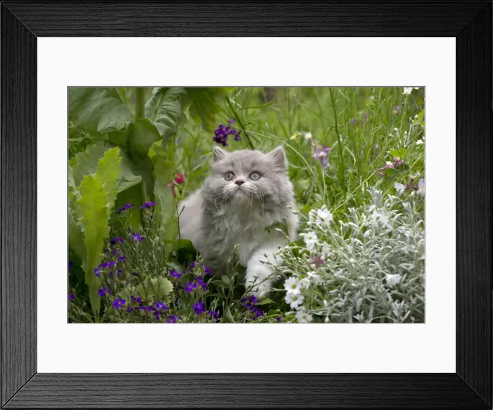 Framed Print : Picture No. 10901246
