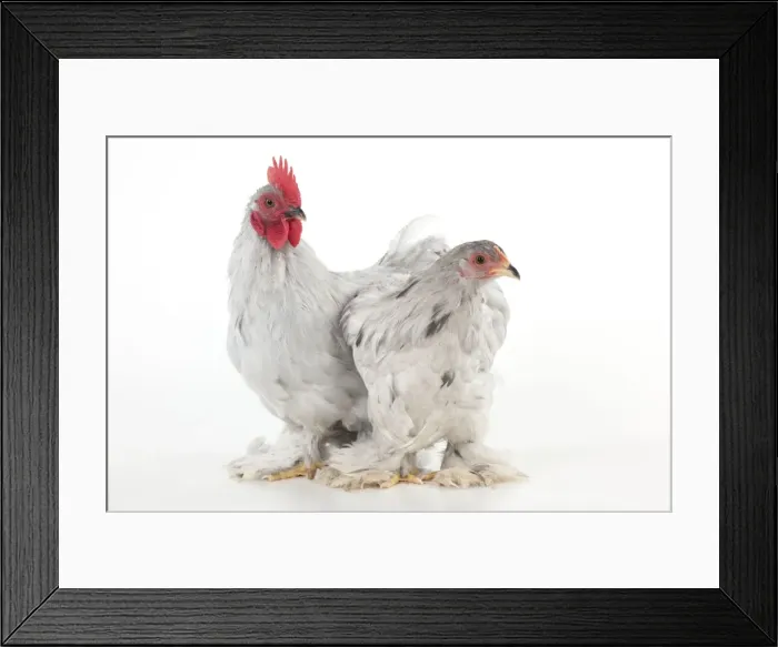 Framed Print : Picture No. 10901251 Framed Print : Picture No. 10901251