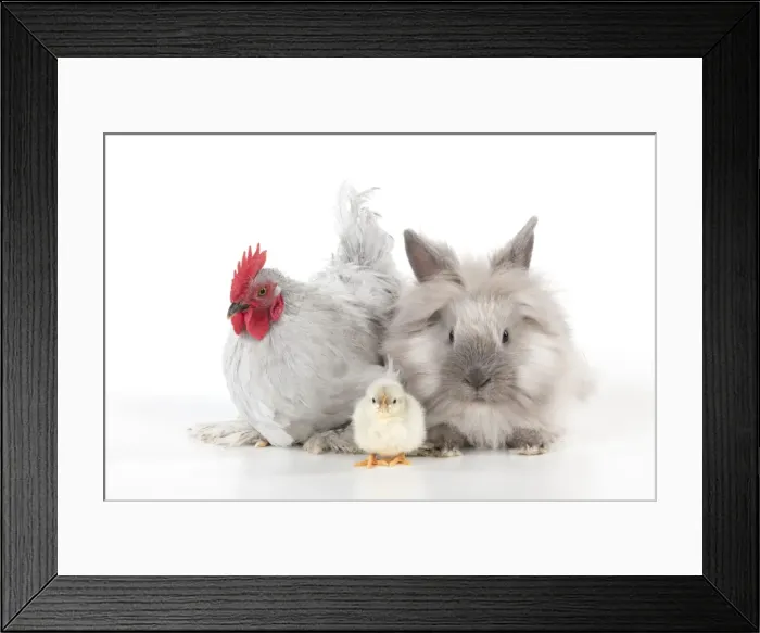 Framed Print : Picture No. 10901254 Framed Print : Picture No. 10901254