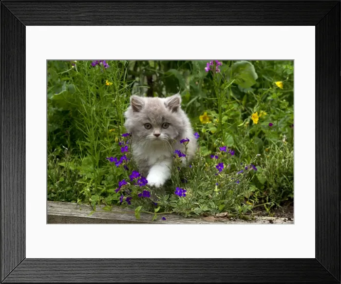 Framed Print : Picture No. 10901249 Framed Print : Picture No. 10901249