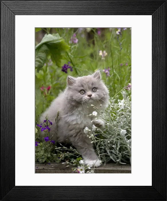 Framed Print : Picture No. 10901248