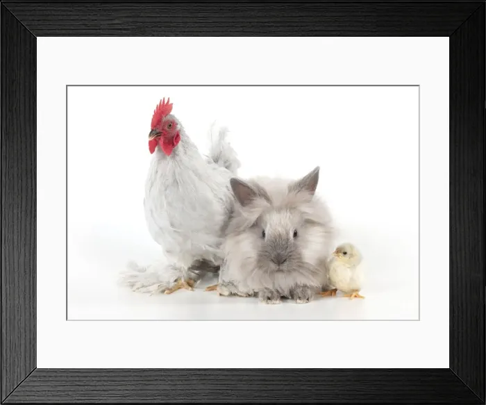 Framed Print : Picture No. 10901255 Framed Print : Picture No. 10901255