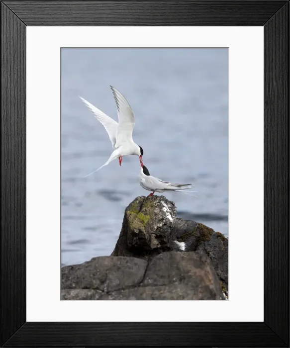 Framed Print : Picture No. 10901262 Framed Print : Picture No. 10901262
