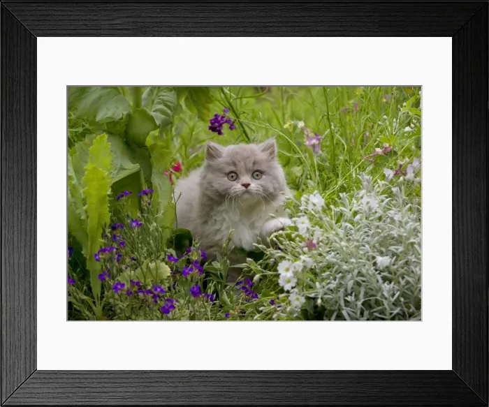 Framed Print : Picture No. 10901247 Framed Print : Picture No. 10901247