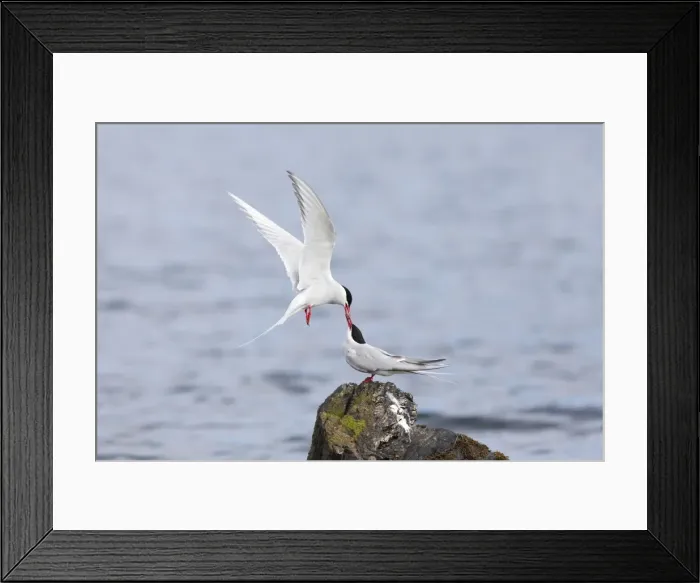 Framed Print : Picture No. 10901261 Framed Print : Picture No. 10901261