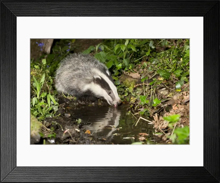 Framed Print : Picture No. 10901265 Framed Print : Picture No. 10901265