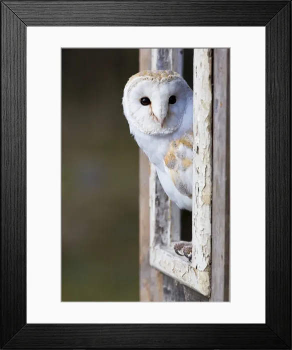 Framed Print : Picture No. 10901268 Framed Print : Picture No. 10901268