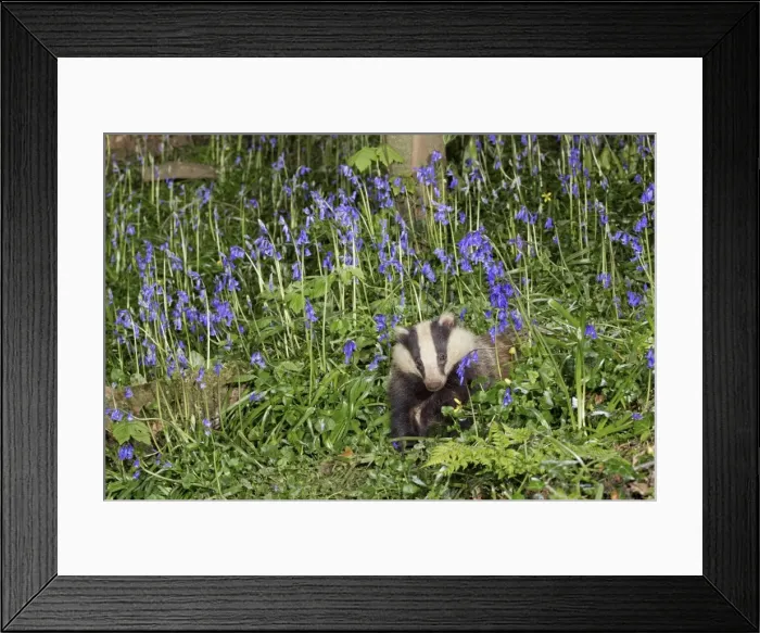 Framed Print : Picture No. 10901264 Framed Print : Picture No. 10901264