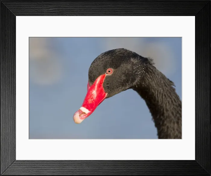Framed Print : Picture No. 10901278 Framed Print : Picture No. 10901278