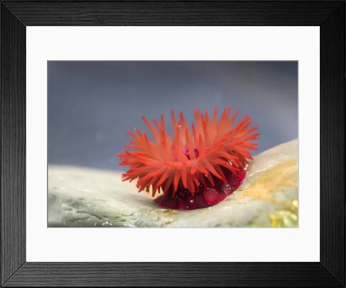 Framed Print : Picture No. 10901270 Framed Print : Picture No. 10901270