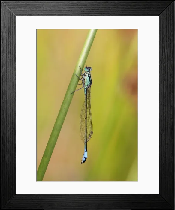 Framed Print : Picture No. 10901279 Framed Print : Picture No. 10901279