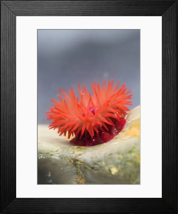 Framed Print : Picture No. 10901271 Framed Print : Picture No. 10901271