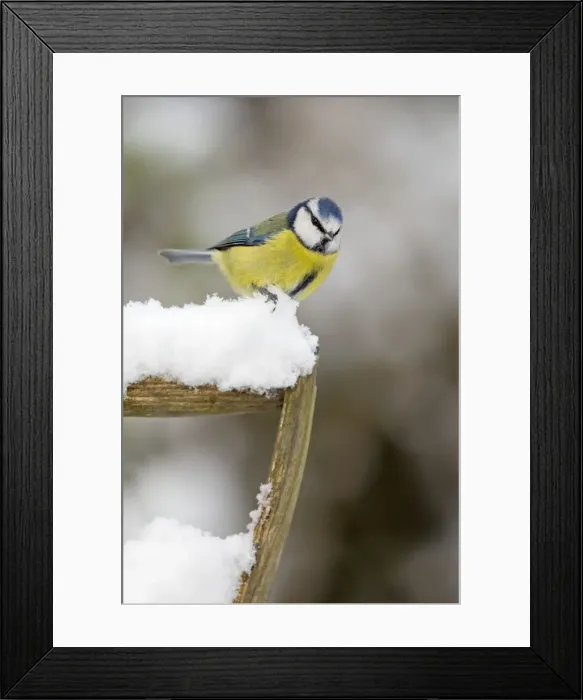 Framed Print : Picture No. 10901280 Framed Print : Picture No. 10901280