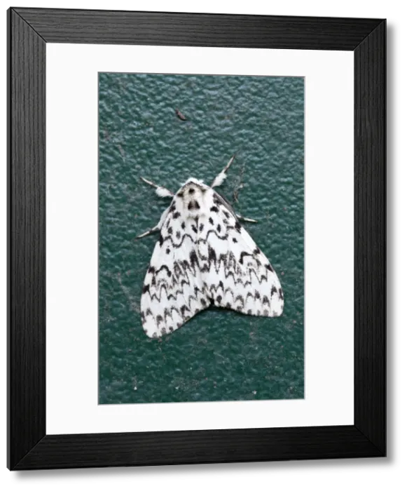 Framed Print : Picture No. 10901275 Framed Print : Picture No. 10901275