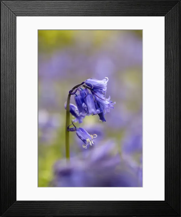 Framed Print : Picture No. 10901281 Framed Print : Picture No. 10901281