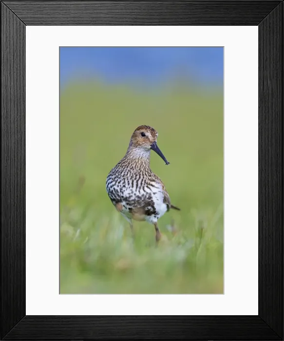 Framed Print : Picture No. 10901287 Framed Print : Picture No. 10901287