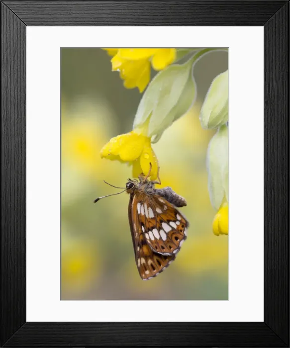 Framed Print : Picture No. 10901285 Framed Print : Picture No. 10901285