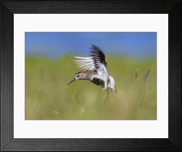 Framed Print : Picture No. 10901288 Framed Print : Picture No. 10901288