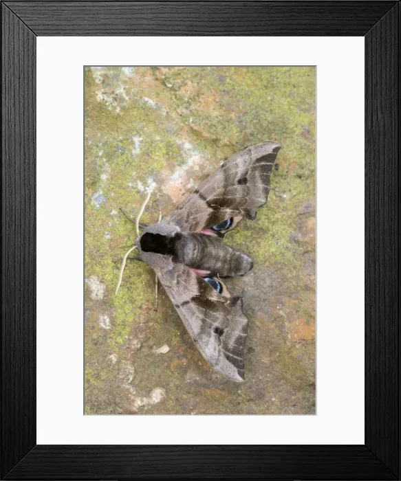 Framed Print : Picture No. 10901290 Framed Print : Picture No. 10901290