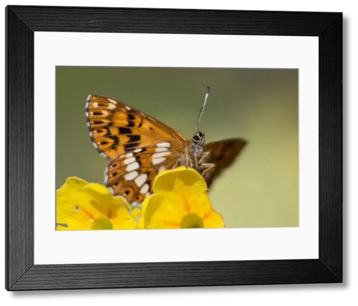 Framed Print : Picture No. 10901286 Framed Print : Picture No. 10901286