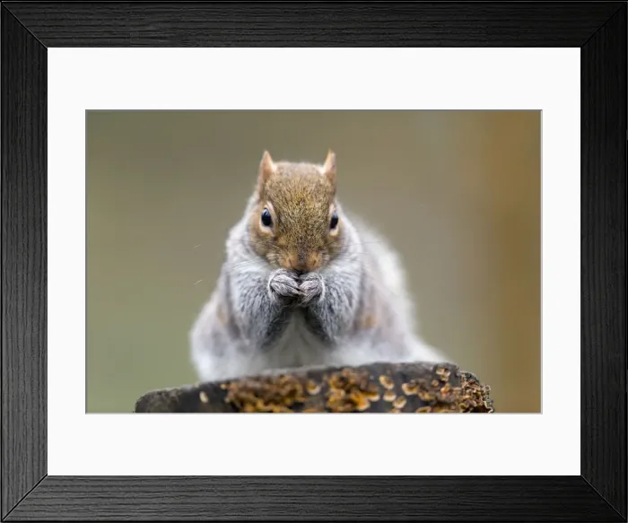 Framed Print : Picture No. 10901295 Framed Print : Picture No. 10901295